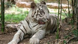 White tiger